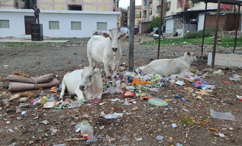 जनता बेहाल, होटलों पर चाय छान रहे सफाईकर्मी: राजधानी के वार्ड 10 में गंदगी का साम्राज्य, वाजपेयी नगर मल्टी और झंडा चौक बने कचरा घर 1 IMG 20260617 WA0013