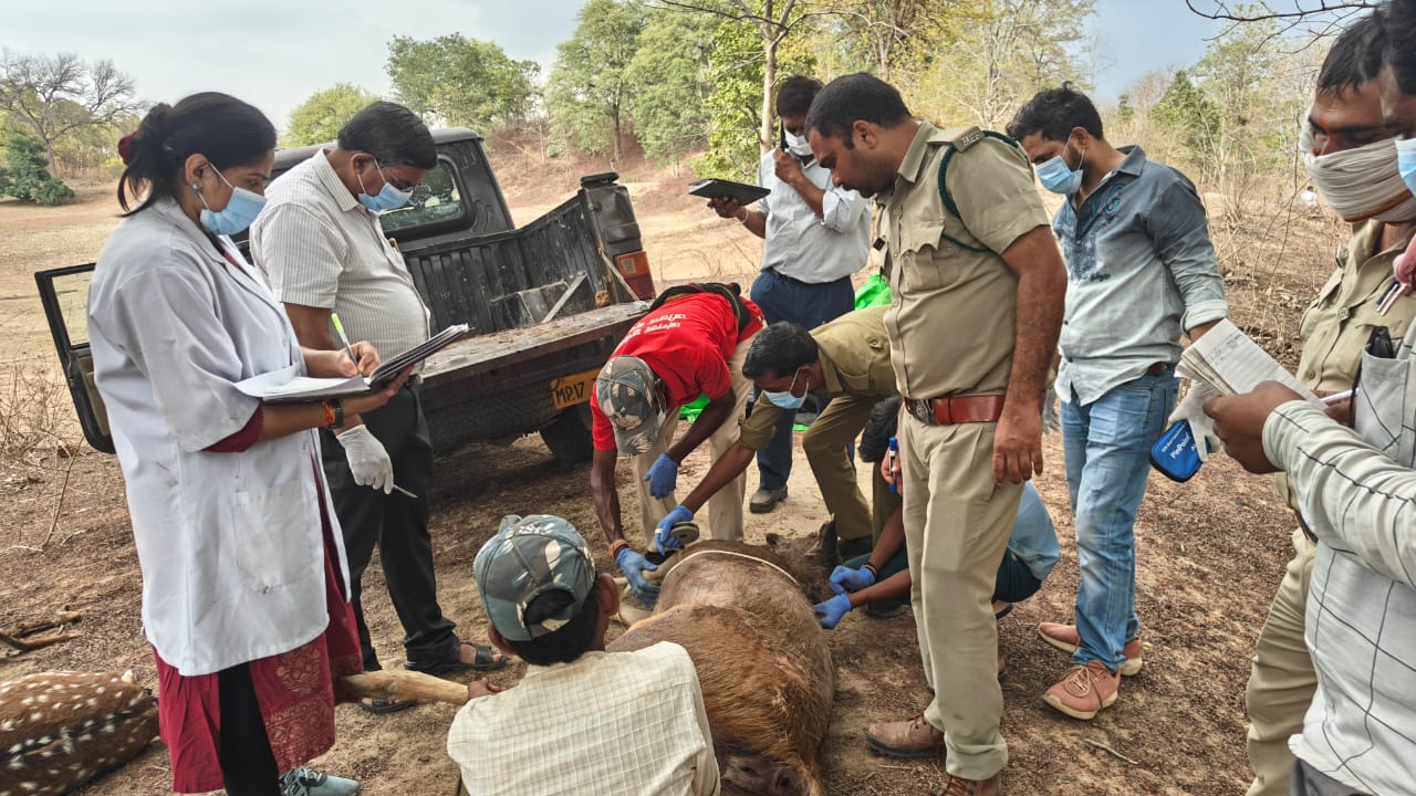 जहरीला पानी पीकर 14 वन्य जीवों की मौत से हड़कंप, शिकारियों ने तालाब के पानी में मिलाया जहर, 3 गिरफ्तार 3 IMG 20260626 WA08031
