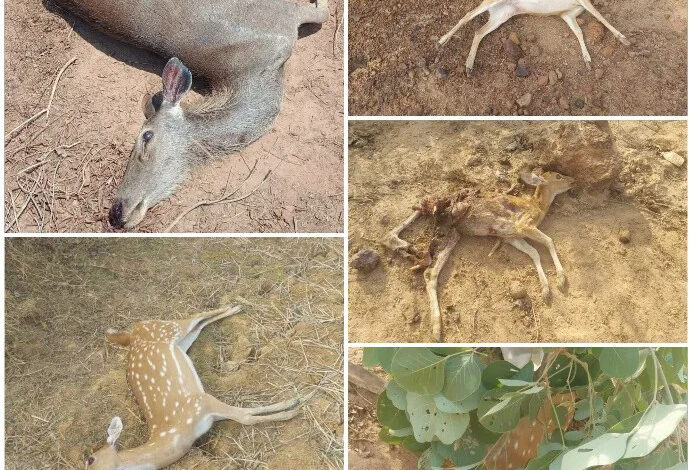 विजयराघवगढ़ वन परिक्षेत्र में 14 वन्यजीवों की मौत, तालाब के पानी में जहर मिलाने की आशंका, वन विभाग में मचा हड़कंप, तीन आरोपी गिरफ्तार 1 IMG 20260626 173005