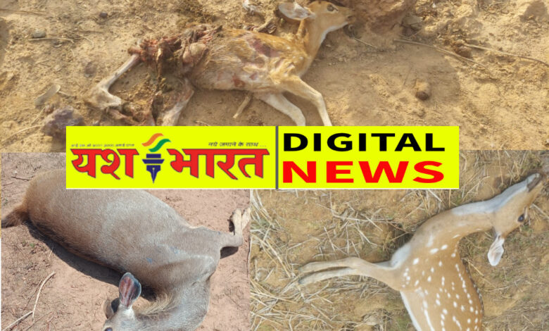 जहरीला पानी पीकर 14 वन्य जीवों की मौत से हड़कंप, शिकारियों ने तालाब के पानी में मिलाया जहर, 3 गिरफ्तार 1 IMG 20260626 183631