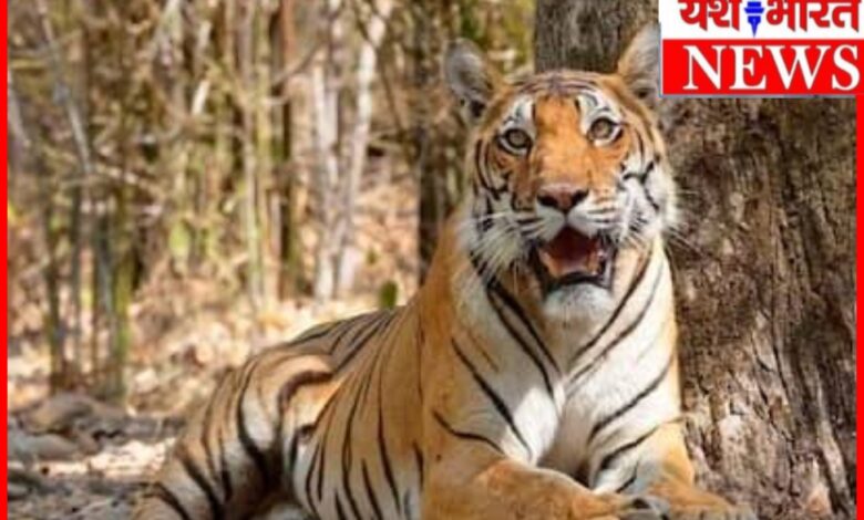 बाघ में मिला वायरस : 8 बाघों की मौत से अलर्ट पर प्रबंधन, किया गया क्वॉरेंटाइन 1 InCollage 20260607 100946010