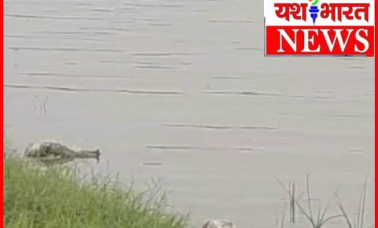 नदी में मिले बड़ी संख्या में मृत मुर्गे-मुर्गियां : लोगों में नाराजगी,प्रशासन ने शुरू की जांच, बीमारी फैलने की आशंका से क्षेत्र में चिंता, देखें पूरा वीडियो... 1 InCollage 20260613 110030726