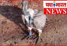 जीपीएस से लैस गिद्ध, ग्रामीणों में कौतूहल : पैरों में नंबर टैग और शरीर पर ट्रैकिंग डिवाइस देखकर लोग हुए हैरान 11 InCollage 20260624 144111522