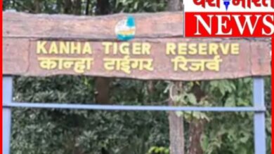 कान्हा टाइगर रिजर्व का कोर एरिया 1 जुलाई से बंद : मानसून के कारण 30 सितंबर तक नो-एंट्री; बफर जोन में सफारी जारी रहेगी 6 InCollage 20260624 185407044
