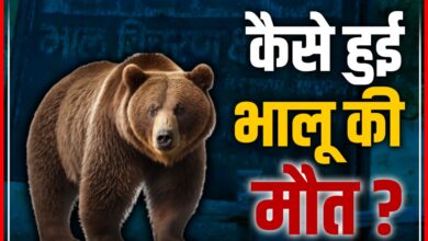 बरबटी ग्राम के समीप के खेत में मिला भालू का शव : मौत के कारणों की जांच शुरू 8 InCollage 20260630 105432864