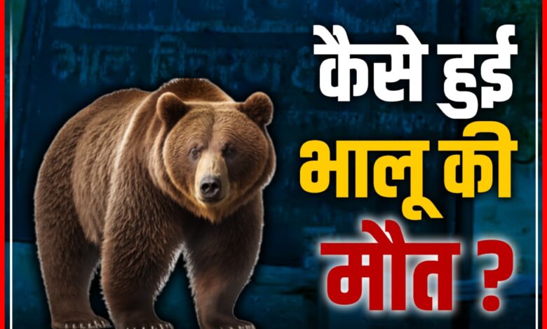 बरबटी ग्राम के समीप के खेत में मिला भालू का शव : मौत के कारणों की जांच शुरू 1 InCollage 20260630 105432864