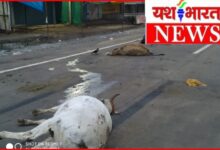 दर्दनाक हादसा: वाहन की टक्कर से तीन मवेशियों की मौत, व्यवस्था पर उठे सवाल? 10 InCollage 20260630 195902562