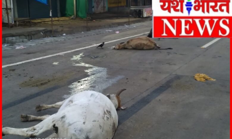 दर्दनाक हादसा: वाहन की टक्कर से तीन मवेशियों की मौत, व्यवस्था पर उठे सवाल? 1 InCollage 20260630 195902562