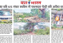 जेडीए की 65 नंबर स्कीम में फलदार पेड़ों की अवैध कटाई 10 Untitled 3 copy 10