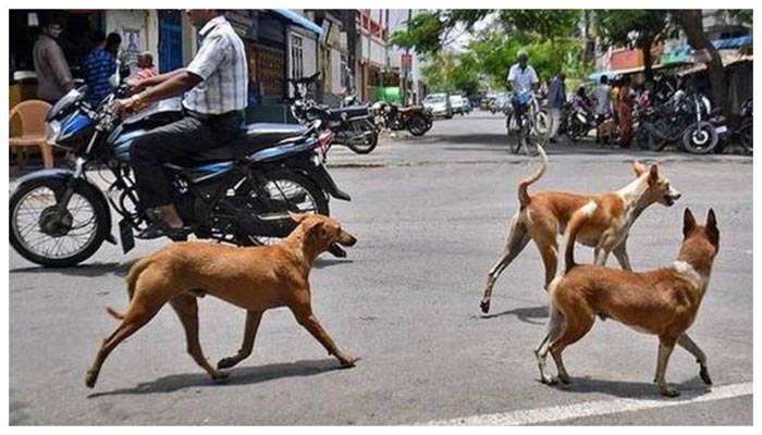 आवारा कुत्ते का जानलेवा हमला: गंभीर रूप से घायल युवक ने अस्पताल में तोड़ा दम 1 Untitled 4 copy 9