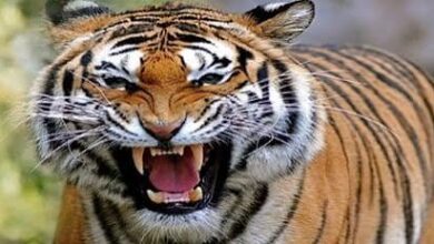 दहशत : तीन घंटे के भीतर बाघ के दो हमले : दो महिलाओं की मौत, ग्रामीणों में आक्रोश 11 images139