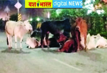 सडक़ें बनीं मौत का जाल, हर दिन हो रहे हादसे, आवारा पशु कर रहे यातायात बाधित, कलेक्टर के आदेश की अवहेलना, चकाचौंध हेड लाइट और बेलगाम रफ्तार ले रही मूक पशुओं की जान 5 05 14