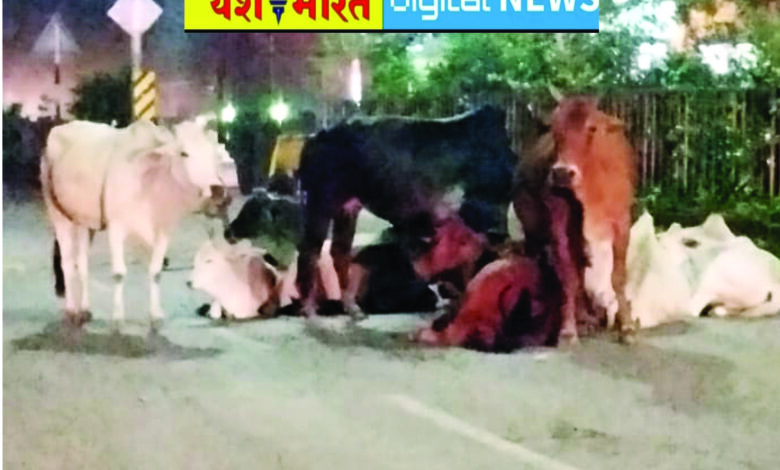 सडक़ें बनीं मौत का जाल, हर दिन हो रहे हादसे, आवारा पशु कर रहे यातायात बाधित, कलेक्टर के आदेश की अवहेलना, चकाचौंध हेड लाइट और बेलगाम रफ्तार ले रही मूक पशुओं की जान 1 05 14