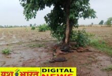 रैपुरा के डोभा ग्राम में आकाशीय बिजली गिरने से 4 बकरियों की मौत, वृद्ध महिला भी गंभीर रूप से घायल 11 IMG 20260702 172328