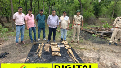 गश्त के दौरान बाघ का कंकाल मिलनें से हड़कंप, जांच में जुटा बीटीआर अमला 13 IMG 20260710 200504