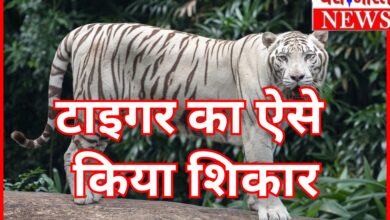 टाइगर का ऐसे किया शिकार : शव दफनाकर सबूत मिटाने की कोशिश; तीन आरोपी हिरासत में 4 InCollage 20260704 085518574