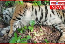 आपसी संघर्ष में बाघ की मौत, वन क्षेत्र में मिला शव : विशेषज्ञों ने संघर्ष को माना प्रारंभिक कारण 4 InCollage 20260712 084842659