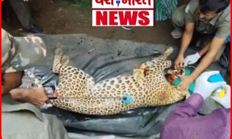 30 जांबाज, 5 घंटे का ऑपरेशन: जब कान्हा के तेंदुए को घर में घेरकर वन विभाग ने किया रेस्क्यू 1 InCollage 20260724 210136333