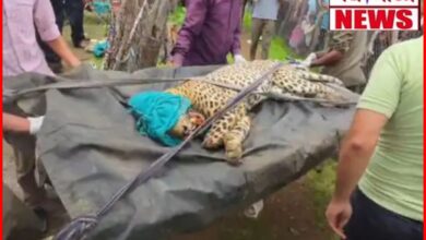 कान्हा टाइगर रिजर्व में रेस्क्यू किए गए घायल तेंदुए की मौत, मुक्की क्वारंटाइन सेंटर में चल रहा था इलाज 3 InCollage 20260726 222216160