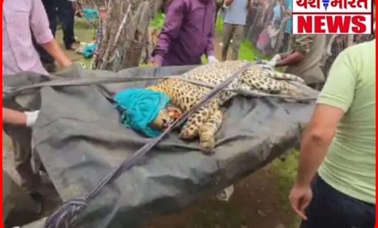 कान्हा टाइगर रिजर्व में रेस्क्यू किए गए घायल तेंदुए की मौत, मुक्की क्वारंटाइन सेंटर में चल रहा था इलाज 1 InCollage 20260726 222216160