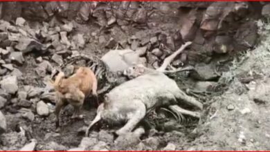 कांप गई रूह! : फाइलों में पल रहीं गायें, जमीन पर निगल रही मौत : गौशाला का कड़वा सच....गौशाला या मौत का इंतजार! तीन महीने से राशि नहीं, 15 गौवंश की मौत; गड्ढे में मिले शव... 8 InCollage 20260731 183149685