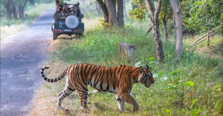 विश्व बाघ दिवस यश भारत विशेष:'कॉरिडोर' बना मौत का जाल! 5 सालों में खामोश हुईं पेंच की 31 'दहाड़ें' : संरक्षण के साथ सुरक्षा बनी बड़ी चुनौती.... देखें पूरा वीडियो 3 Screenshot 20260729 150913.WhatsApp