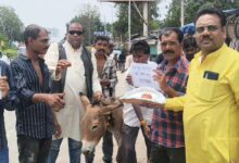 मानसून बुलाने कोलार तिराहे पर गधे को खिलाए गुलाब जामुन, देखे वीडियो 4 WhatsApp Image 2026 07 18 at 11.27.55 1