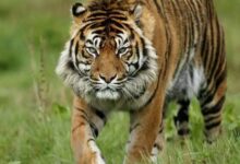 अब पन्ना से बांधवगढ़ तक बेखौफ चलेगा बाघ, MP में 4 टाइगर कॉरिडोर को NTCA की मंजूरी 4 images154