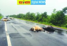 वाहन की ठोकर से नौ मवेशियों की मौत, एक गंभीर हालत में तड़पता मिला, कटनी-पन्ना मार्ग पर दुर्घटना 8 IMG 20260818 WA0019