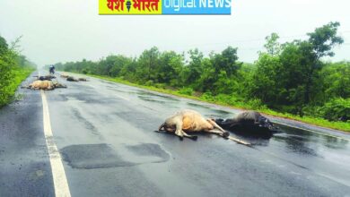 वाहन की ठोकर से नौ मवेशियों की मौत, एक गंभीर हालत में तड़पता मिला, कटनी-पन्ना मार्ग पर दुर्घटना 11 IMG 20260818 WA0019