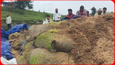 EXCLUSIVE: 'गोदाम में खेती', लापरवाही का 'अंकुरण' : बारिश में भीगा सरकारी अनाज, बोरियों के भीतर ही लहलहा उठी फसल!.... देखें पूरा वीडियो 7 InCollage 20260826 130223407 1