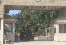 पांच दिन बाद खुलेंगे पेंच के गेट, लेकिन पहले तीन दिन की सफारी फुल : नए पर्यटन सीजन को लेकर पर्यटकों में उत्साह, टुरिया, कर्माझिरी और जमतरा गेट की एडवांस बुकिंग पूरी.. देखें पूरा वीडियो. 9 20260926170606 bur9P03z