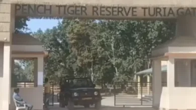 पांच दिन बाद खुलेंगे पेंच के गेट, लेकिन पहले तीन दिन की सफारी फुल : नए पर्यटन सीजन को लेकर पर्यटकों में उत्साह, टुरिया, कर्माझिरी और जमतरा गेट की एडवांस बुकिंग पूरी.. देखें पूरा वीडियो. 16 20260926170606 bur9P03z