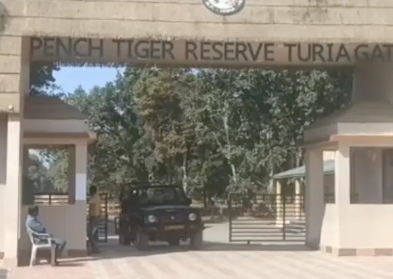 पांच दिन बाद खुलेंगे पेंच के गेट, लेकिन पहले तीन दिन की सफारी फुल : नए पर्यटन सीजन को लेकर पर्यटकों में उत्साह, टुरिया, कर्माझिरी और जमतरा गेट की एडवांस बुकिंग पूरी.. देखें पूरा वीडियो. 1 20260926170606 bur9P03z