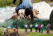 कान्हा फिर लहूलुहान: 11 माह की बाघ शावक की दर्दनाक मौत 8 20260929093803 xAsq5wEn