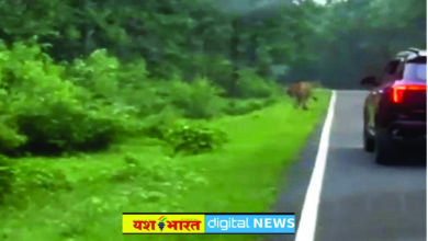 शाहडार के जंगल में सडक़ पर नजर आया बाघ, लोगों में दहशत, वन्यजीवों की आवाजाही से बढ़ा खतरा 7 31
