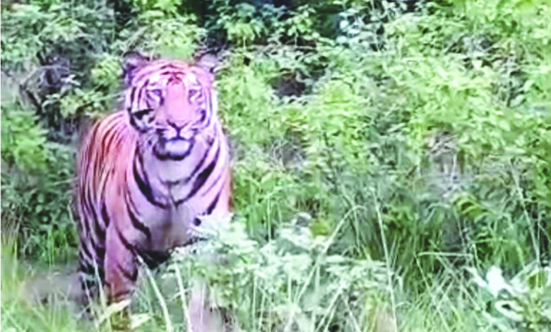 बाघ के मूवमेंट से ग्रामीणों में दहशत, सडक़ में घूमते दिखा, वन विभाग ने बढ़ाई गश्त, सतर्क रहने की अपील 1 560