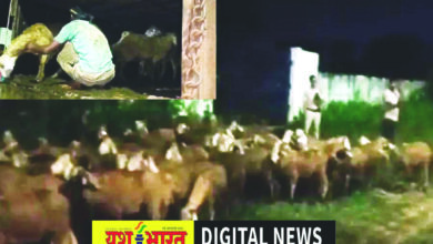 ट्रक में भेंडों का क्रूरतापूर्वक परिवहन, पुलिस ने 302 पशुओं को मुक्त कराकर दर्ज किया मामला 9 64