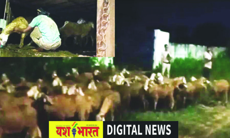 ट्रक में भेंडों का क्रूरतापूर्वक परिवहन, पुलिस ने 302 पशुओं को मुक्त कराकर दर्ज किया मामला 1 64