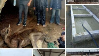 गौशाला की तस्वीर ने खोली निगम के स्वास्थ्य विभाग की पोल! 6 IMG 20260927 WA0099