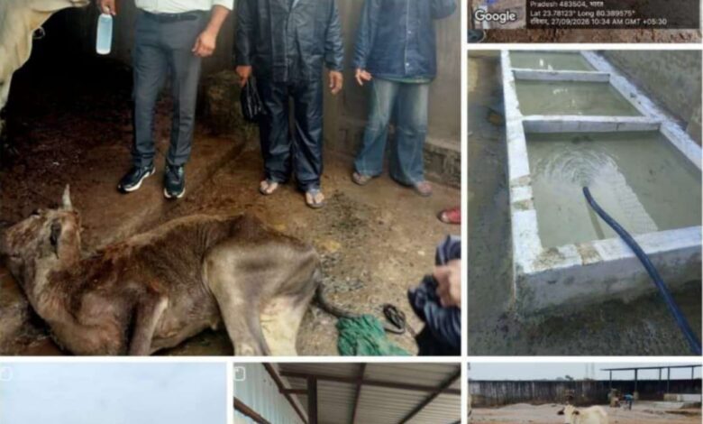 गौशाला की तस्वीर ने खोली निगम के स्वास्थ्य विभाग की पोल! 1 IMG 20260927 WA0099