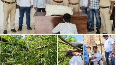 घर के अंदर बाड़ी में लहलहा रही थी गांजे की फसल, कोतवाली पुलिस की दबिश, भारी मात्रा में गांजे के पेड़ जब्त, आरोपी गिरफ्तार 12 IMG 20260924 175013