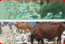 लाखों के डस्टबिन बने ‘शोपीस’, सड़कों पर बदहाली की ‘पिक्चर’ हिट : सड़कों पर ‘टहल’ रहा कूड़ा...नगरपालिका का ‘अनोखा’ वेस्ट मैनेजमेंट 3 InCollage 20260915 123811770
