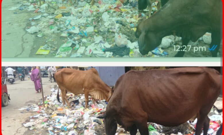 लाखों के डस्टबिन बने ‘शोपीस’, सड़कों पर बदहाली की ‘पिक्चर’ हिट : सड़कों पर ‘टहल’ रहा कूड़ा...नगरपालिका का ‘अनोखा’ वेस्ट मैनेजमेंट 1 InCollage 20260915 123811770
