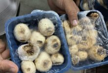 10 होटल-रेस्टोरेंट में खाद्य सुरक्षा टीम की दबिश - स्वच्छता से लेकर एक्सपायरी सामान तक हुई जांच 2 Screenshot 20260913 201200 Dainik Bhaskar 1