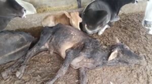 गौशाला की तस्वीर ने खोली निगम के स्वास्थ्य विभाग की पोल! 5 Screenshot 20260927 171104 Gallery