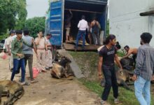 एमपी में पशु तस्करी पर पुलिस का शिकंजा, एक माह में 409 पशु मुक्त 2 WhatsApp Image 2026 09 06 at 11.24.06