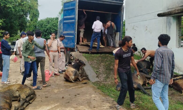 एमपी में पशु तस्करी पर पुलिस का शिकंजा, एक माह में 409 पशु मुक्त 1 WhatsApp Image 2026 09 06 at 11.24.06