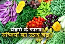 भंडारों के कारण सब्जियों का उठाव बढ़ा, बारिश बीतते ही आवक बढ़ी, दाम भी घटे 4 04 2