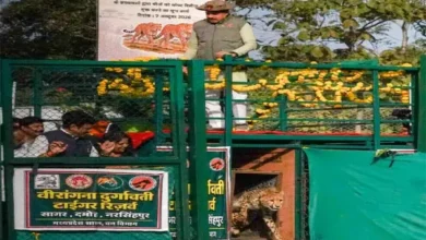 मुख्यमंत्री डॉ. यादव नौरादेही में चीता ‘व्योम’ और ‘नीरा’ छोड़े, बुंदेलखंड बना प्रदेश का तीसरा चीता ठिकाना 4 20261007194949 oZSUiq5W